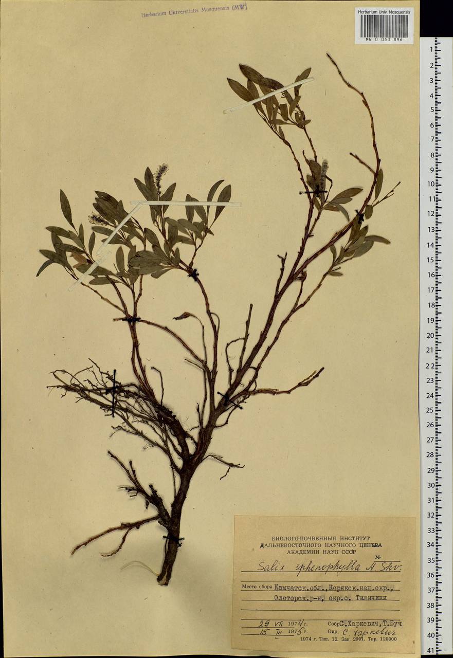 Salix sphenophylla A. Skvorts., Siberia, Chukotka & Kamchatka (S7) (Russia)