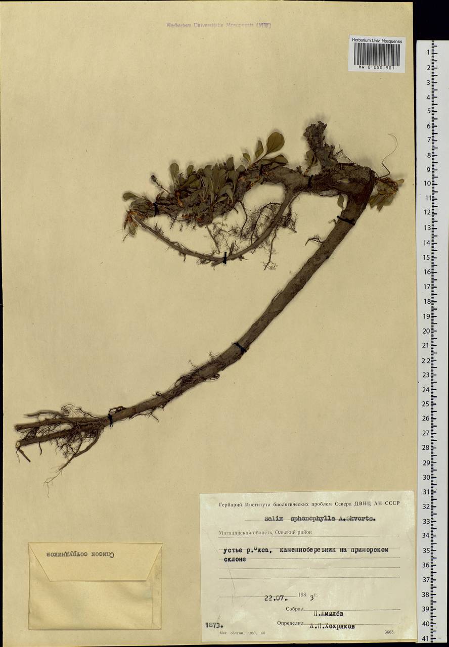 Salix sphenophylla A. Skvorts., Siberia, Chukotka & Kamchatka (S7) (Russia)