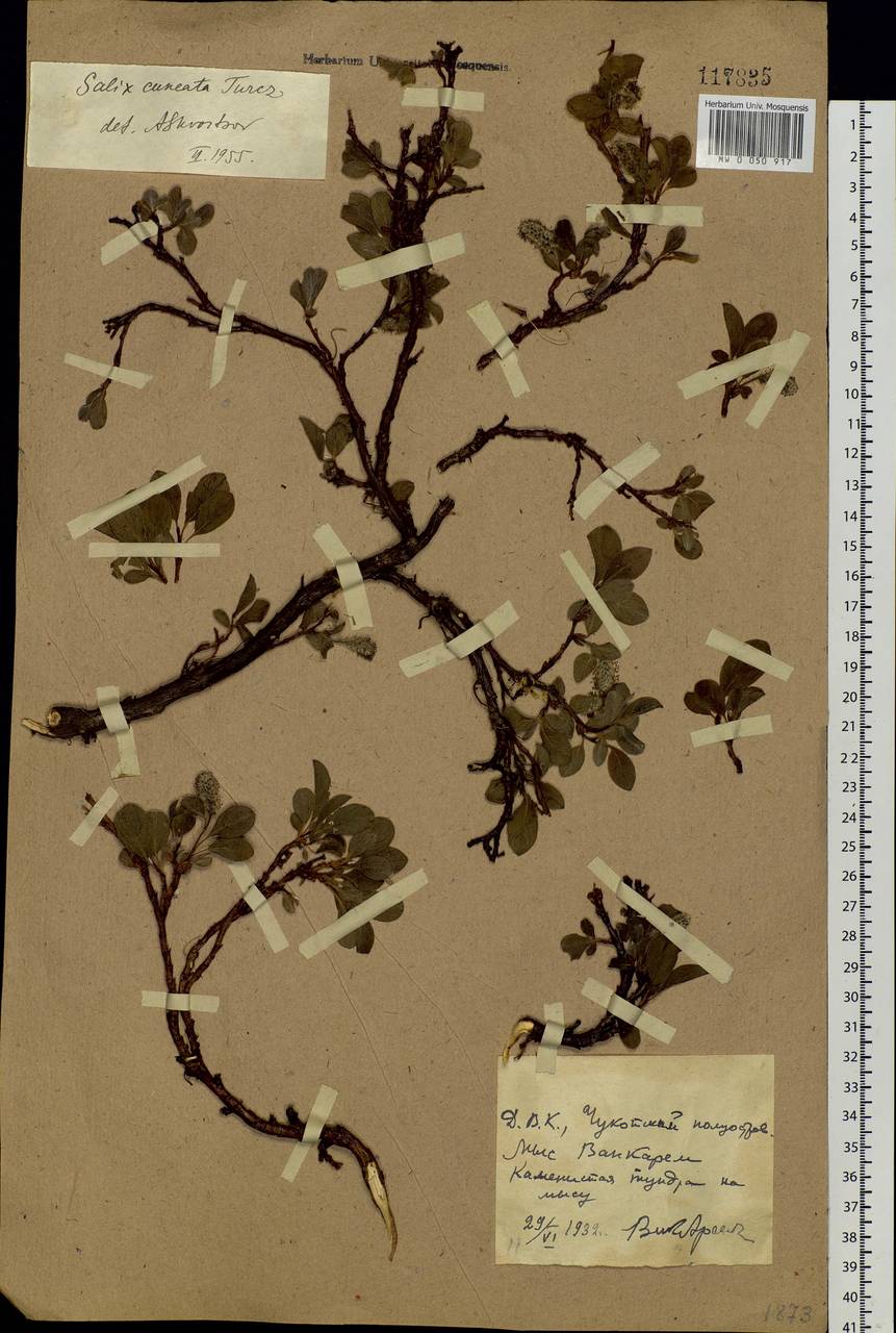Salix sphenophylla A. Skvorts., Siberia, Chukotka & Kamchatka (S7) (Russia)