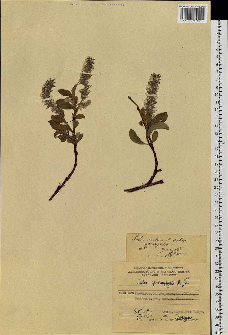 Salix sphenophylla A. Skvorts., Siberia, Chukotka & Kamchatka (S7) (Russia)