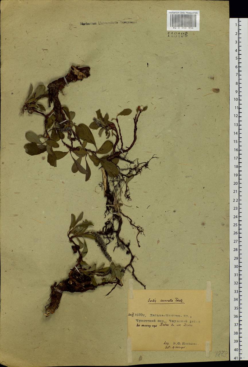 Salix sphenophylla A. Skvorts., Siberia, Chukotka & Kamchatka (S7) (Russia)