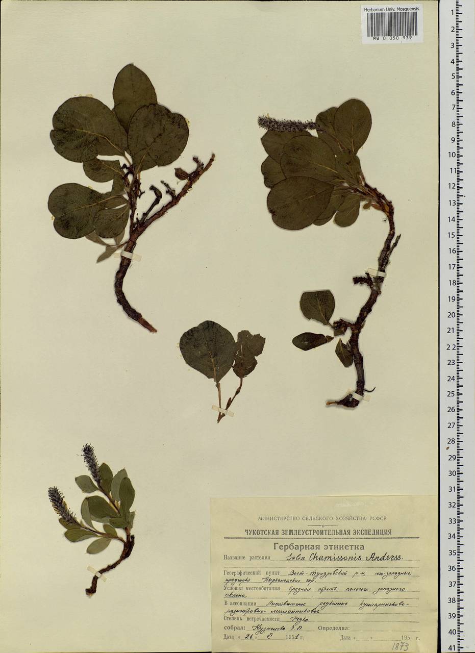Salix sphenophylla A. Skvorts., Siberia, Chukotka & Kamchatka (S7) (Russia)