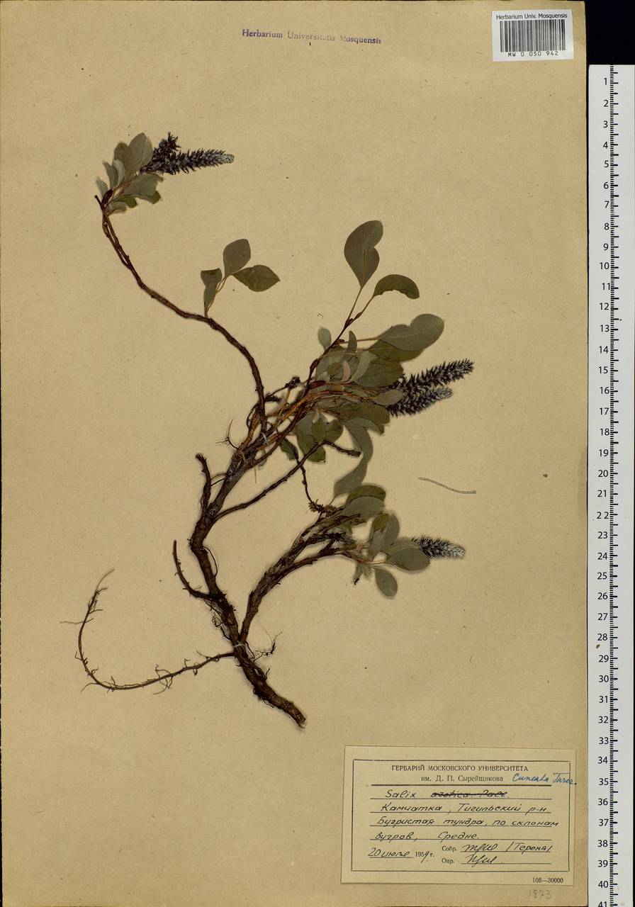 Salix sphenophylla A. Skvorts., Siberia, Chukotka & Kamchatka (S7) (Russia)
