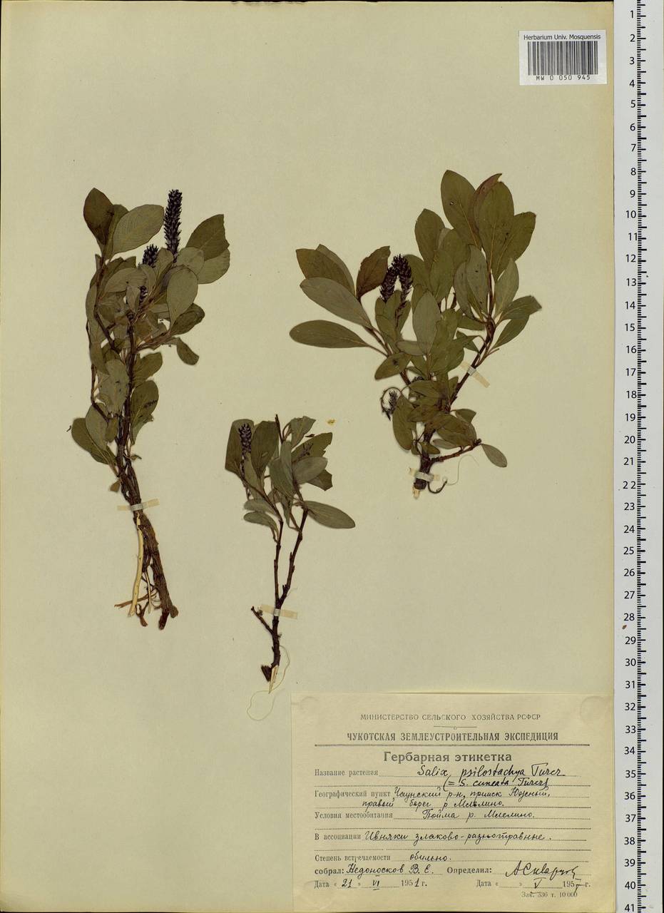 Salix sphenophylla A. K. Skvortsov, Siberia, Chukotka & Kamchatka (S7) (Russia)