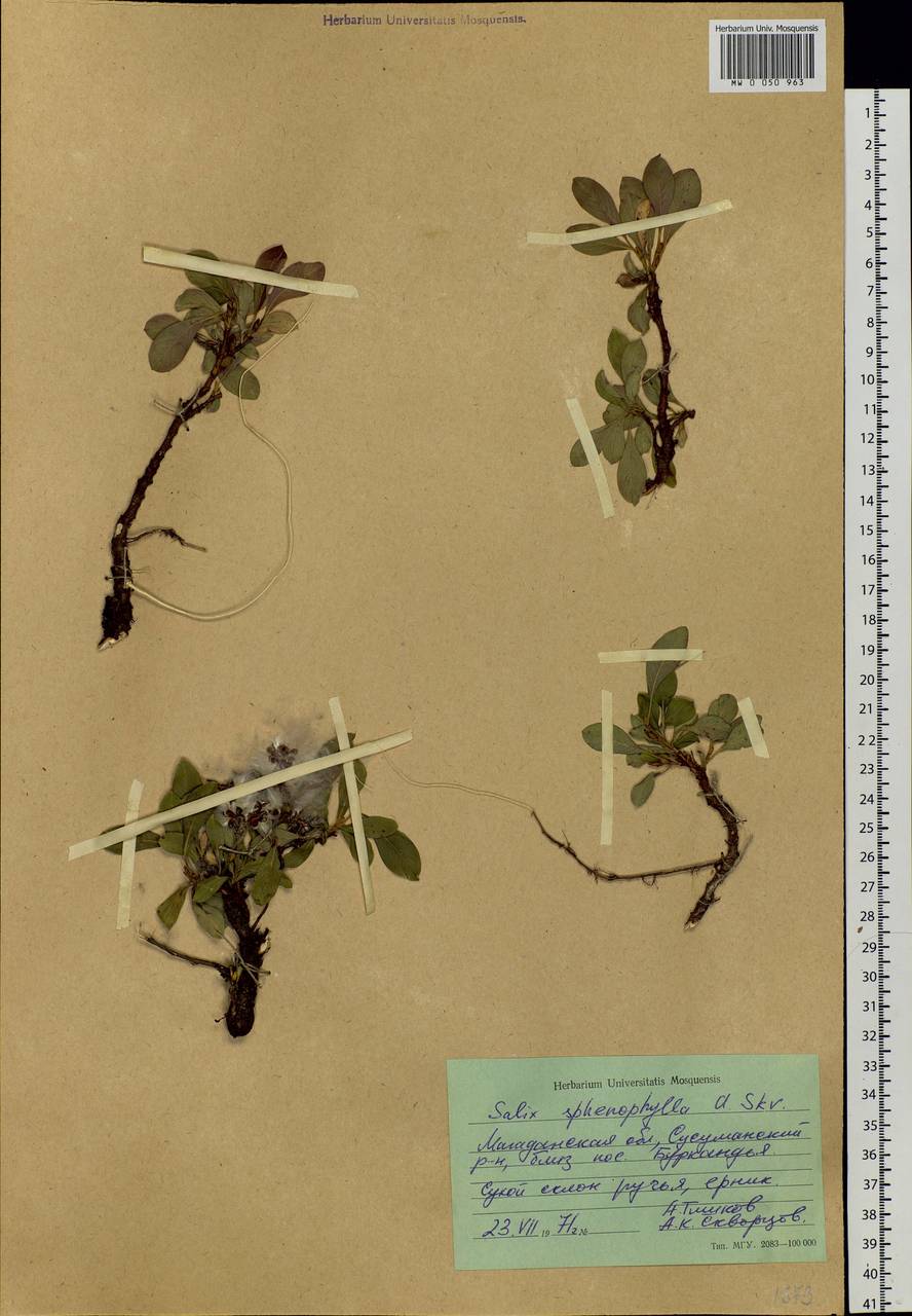 Salix sphenophylla A. Skvorts., Siberia, Chukotka & Kamchatka (S7) (Russia)