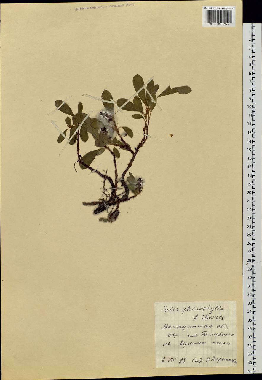 Salix sphenophylla A. Skvorts., Siberia, Chukotka & Kamchatka (S7) (Russia)