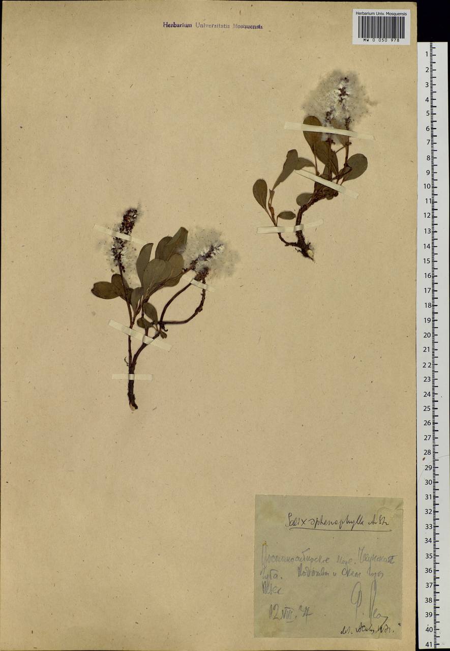 Salix sphenophylla A. Skvorts., Siberia, Chukotka & Kamchatka (S7) (Russia)