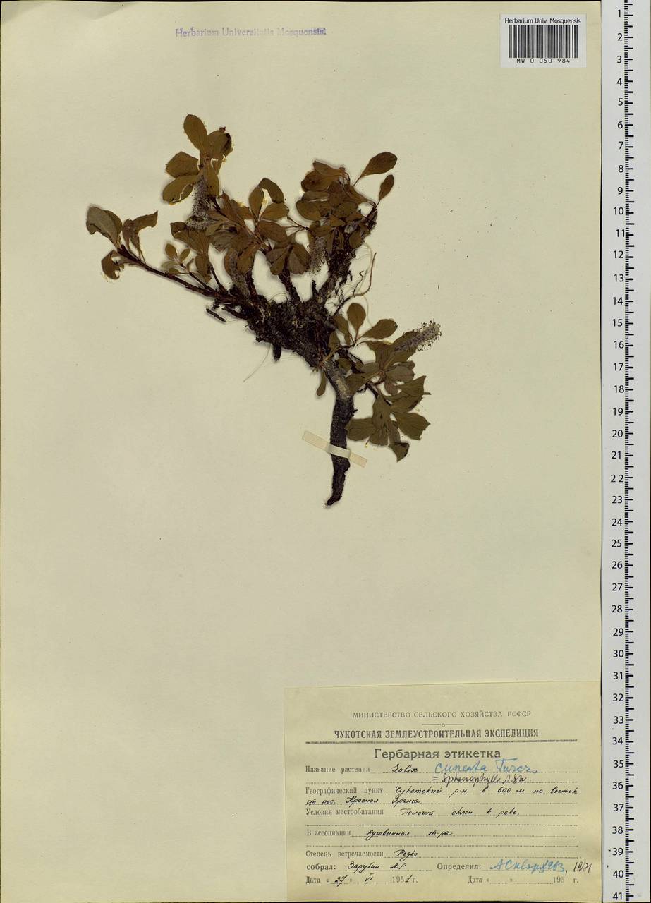 Salix sphenophylla A. Skvorts., Siberia, Chukotka & Kamchatka (S7) (Russia)