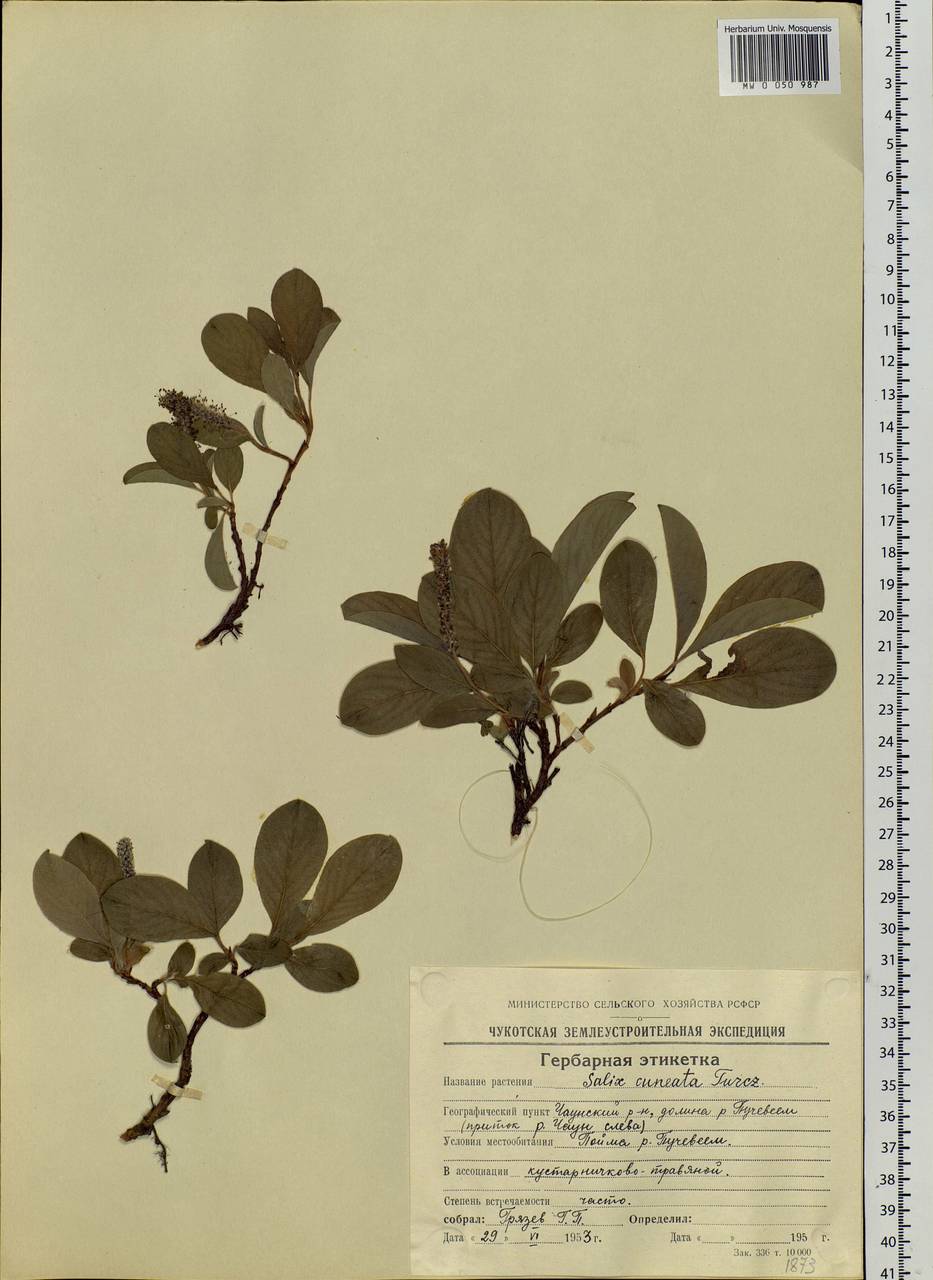 Salix sphenophylla A. Skvorts., Siberia, Chukotka & Kamchatka (S7) (Russia)