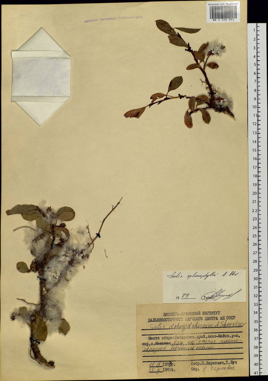 Salix sphenophylla A. K. Skvortsov, Siberia, Russian Far East (S6) (Russia)