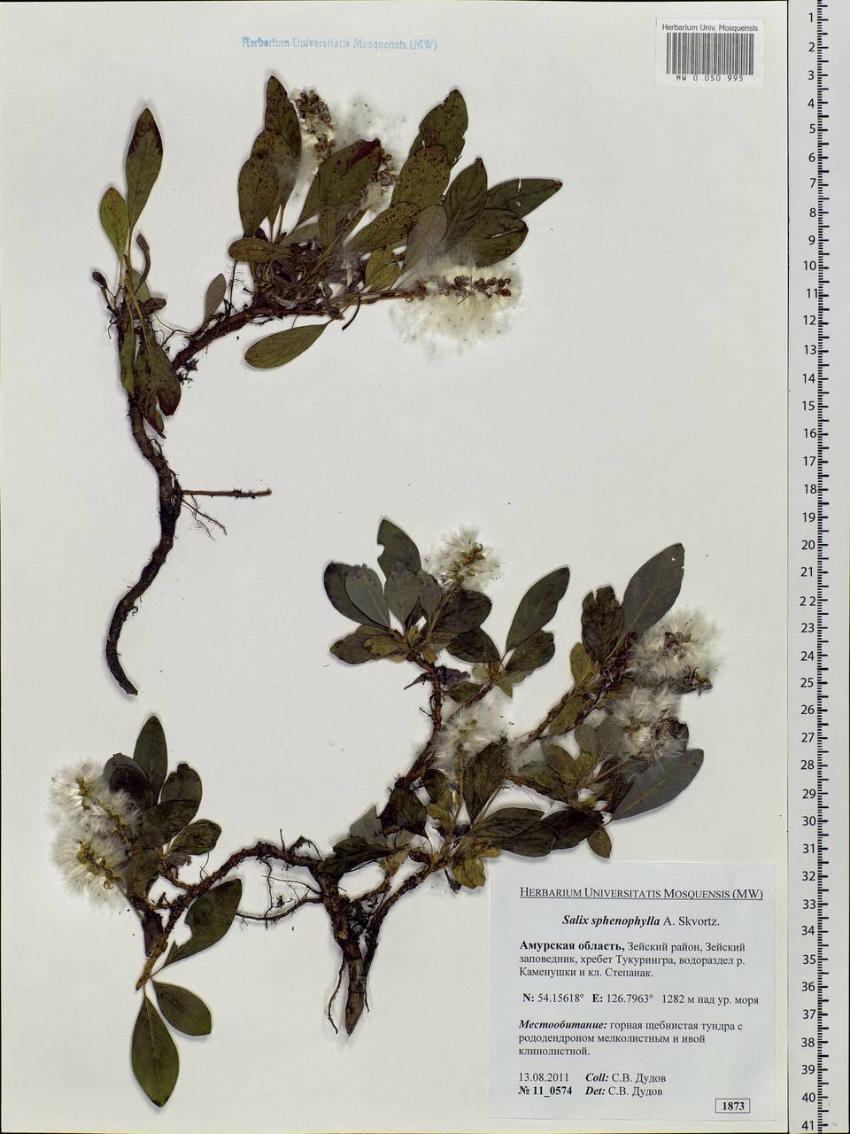 Salix sphenophylla A. Skvorts., Siberia, Russian Far East (S6) (Russia)