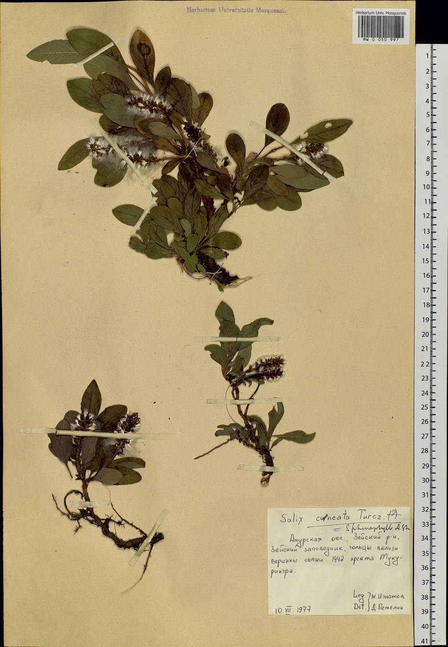 Salix sphenophylla A. Skvorts., Siberia, Russian Far East (S6) (Russia)