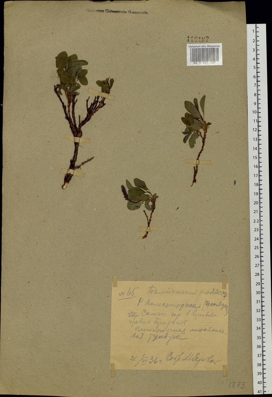 Salix sphenophylla A. Skvorts., Siberia, Yakutia (S5) (Russia)