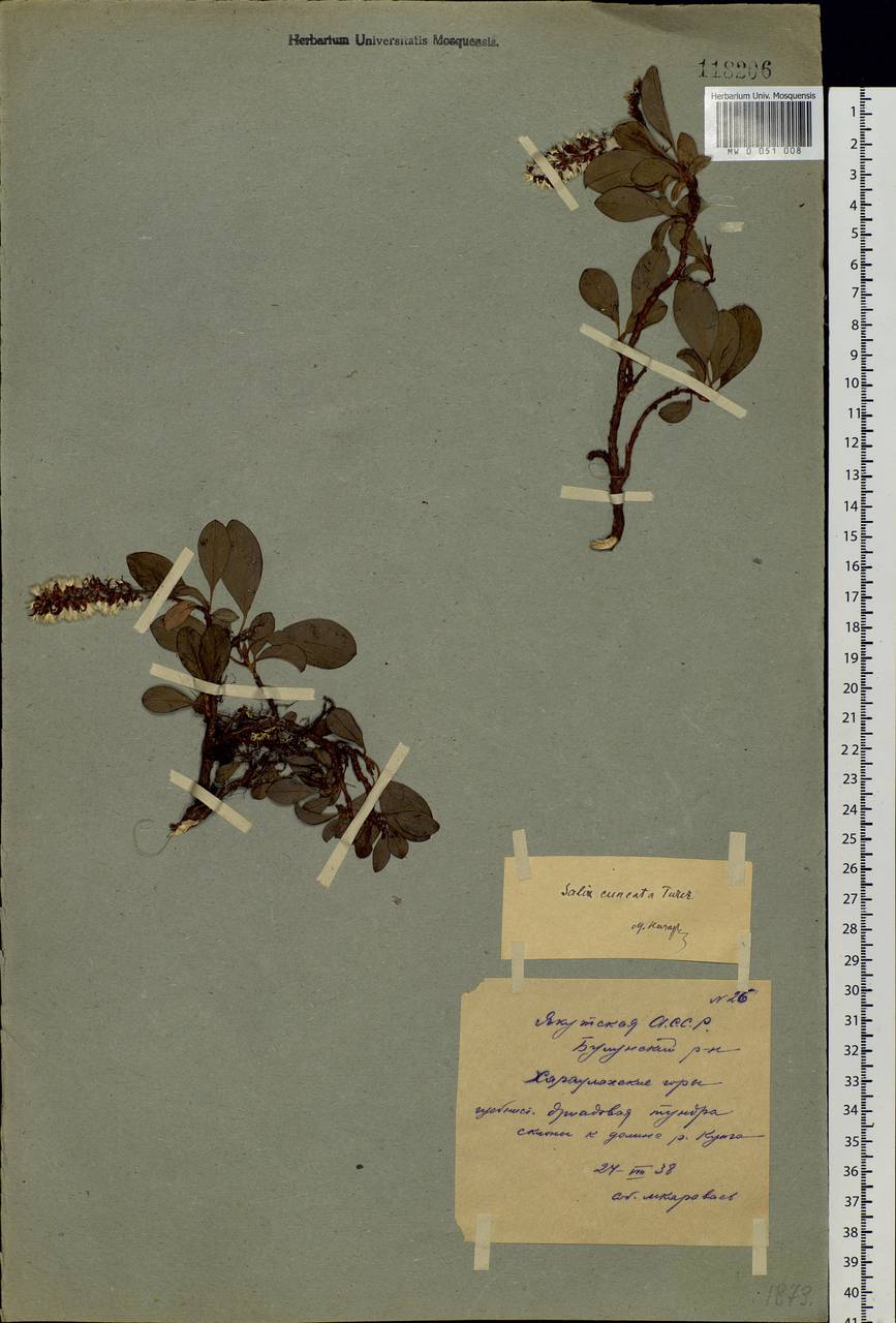 Salix sphenophylla A. K. Skvortsov, Siberia, Yakutia (S5) (Russia)