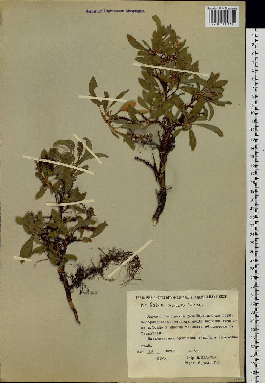 Salix sphenophylla A. Skvorts., Siberia, Yakutia (S5) (Russia)