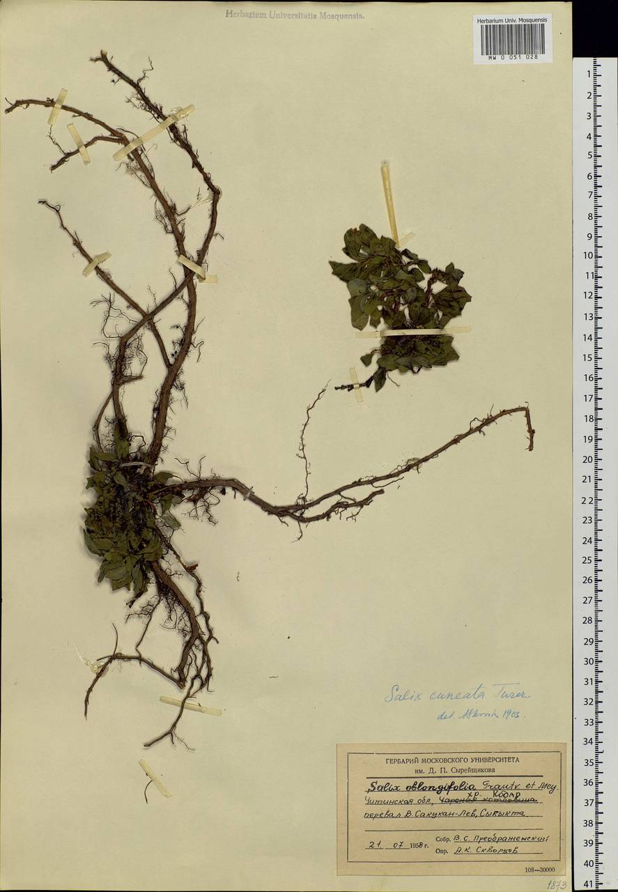 Salix sphenophylla A. K. Skvortsov, Siberia, Baikal & Transbaikal region (S4) (Russia)