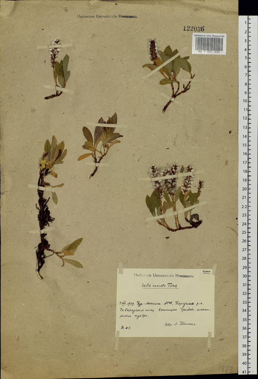 Salix sphenophylla A. Skvorts., Siberia, Baikal & Transbaikal region (S4) (Russia)