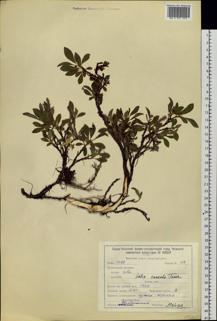 Salix sphenophylla A. Skvorts., Siberia, Baikal & Transbaikal region (S4) (Russia)