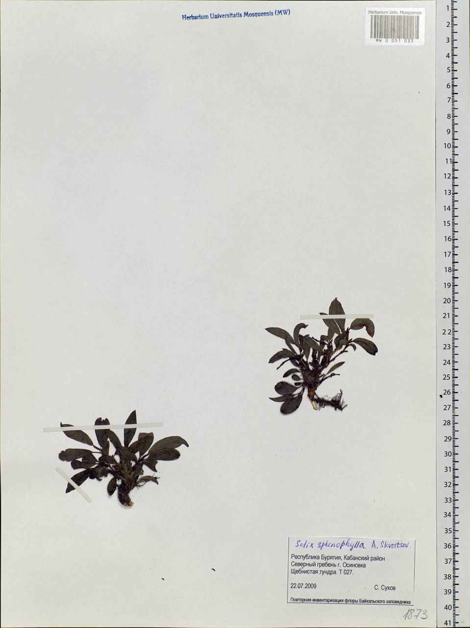 Salix sphenophylla A. Skvorts., Siberia, Baikal & Transbaikal region (S4) (Russia)
