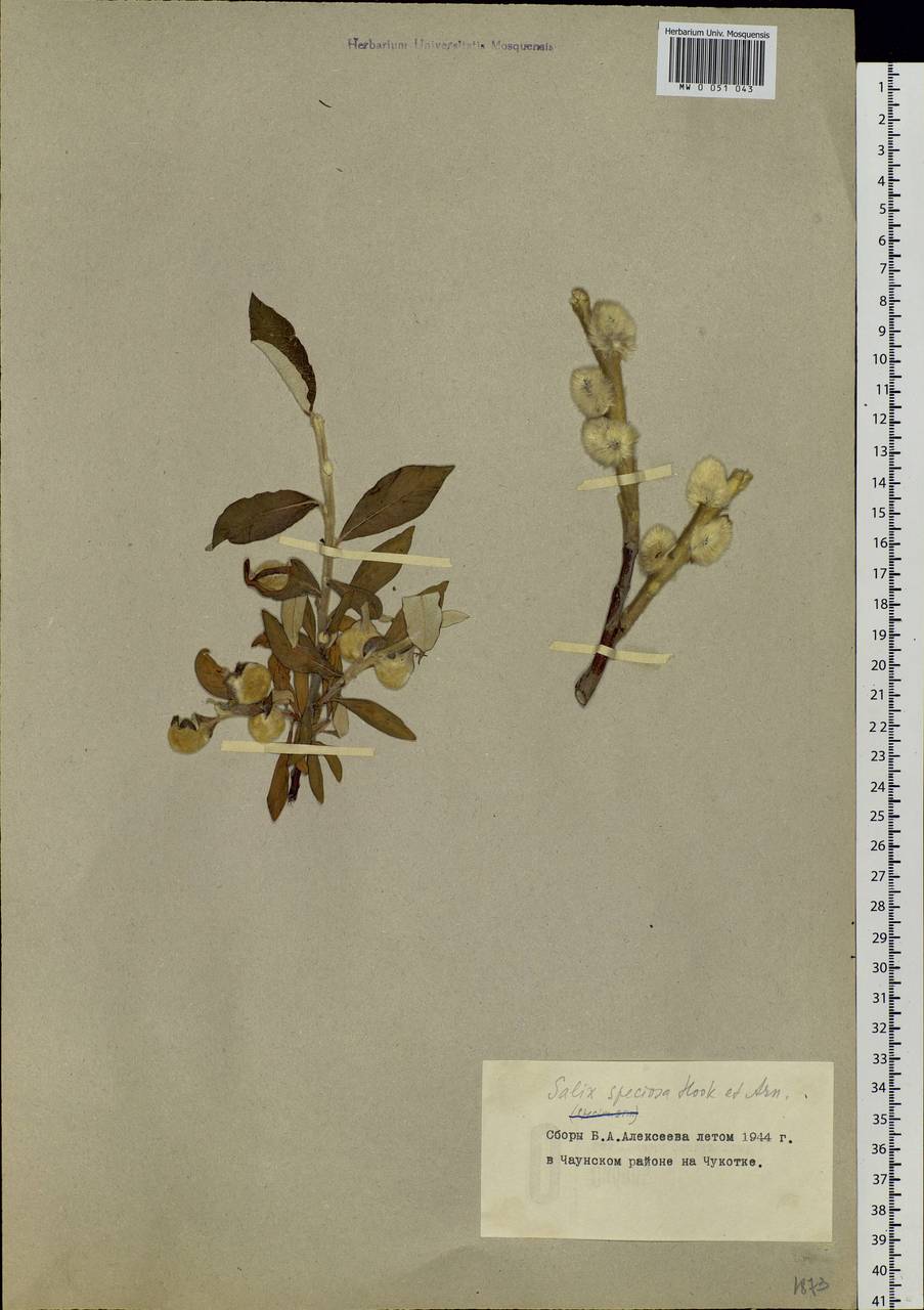 Salix alaxensis (Anderss.) Coville, Siberia, Chukotka & Kamchatka (S7) (Russia)