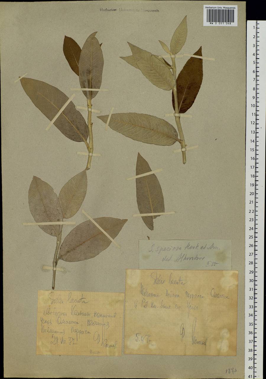 Salix alaxensis (Anderss.) Coville, Siberia, Yakutia (S5) (Russia)