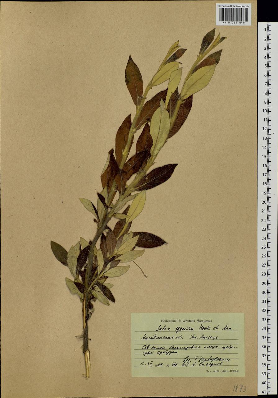 Salix alaxensis (Anderss.) Coville, Siberia, Chukotka & Kamchatka (S7) (Russia)