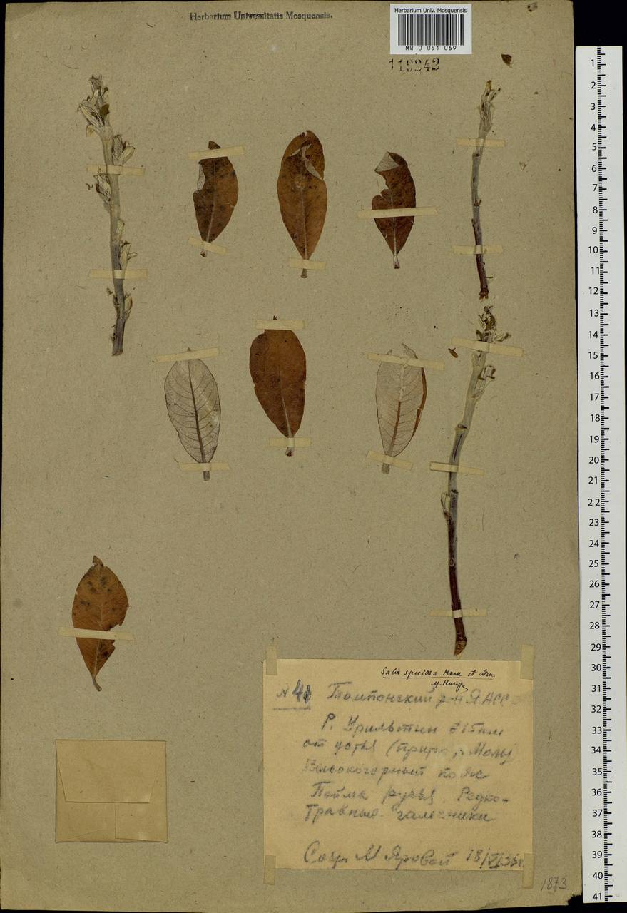 Salix alaxensis (Anderss.) Coville, Siberia, Yakutia (S5) (Russia)