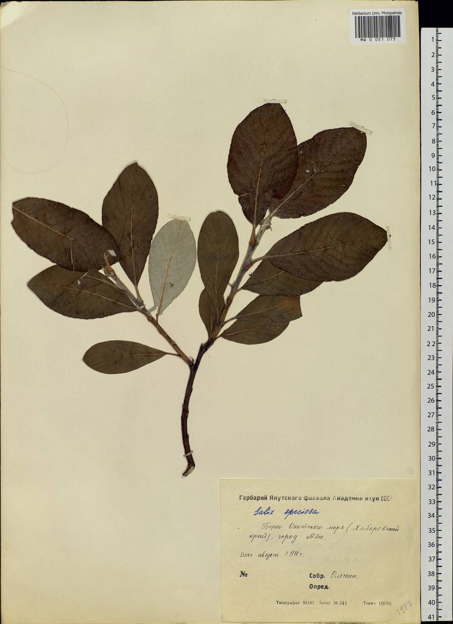 Salix alaxensis (Andersson) Coville, Siberia, Russian Far East (S6) (Russia)