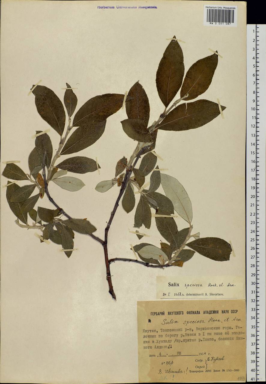 Salix alaxensis (Anderss.) Coville, Siberia, Yakutia (S5) (Russia)