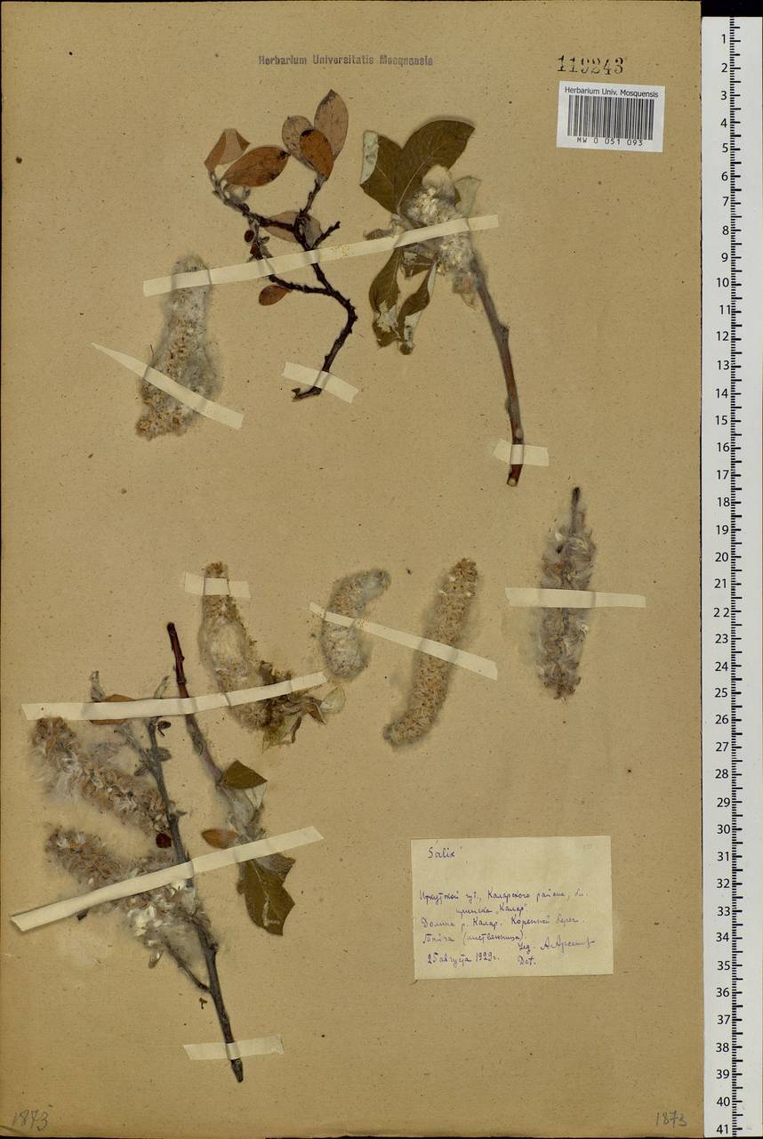 Salix alaxensis (Andersson) Coville, Siberia, Baikal & Transbaikal region (S4) (Russia)