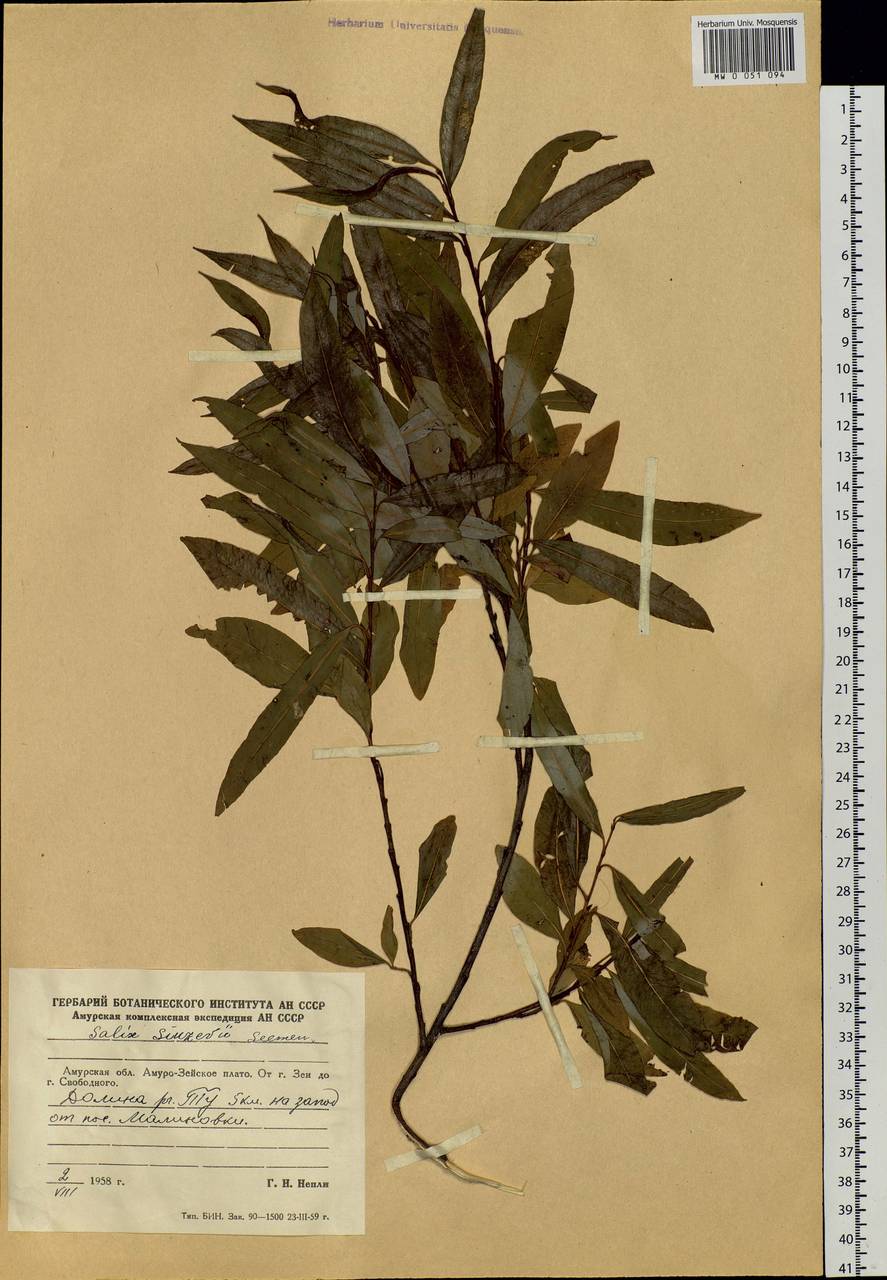 Salix udensis (Wimm.) Trautv. & C. A. Mey., Siberia, Russian Far East (S6) (Russia)