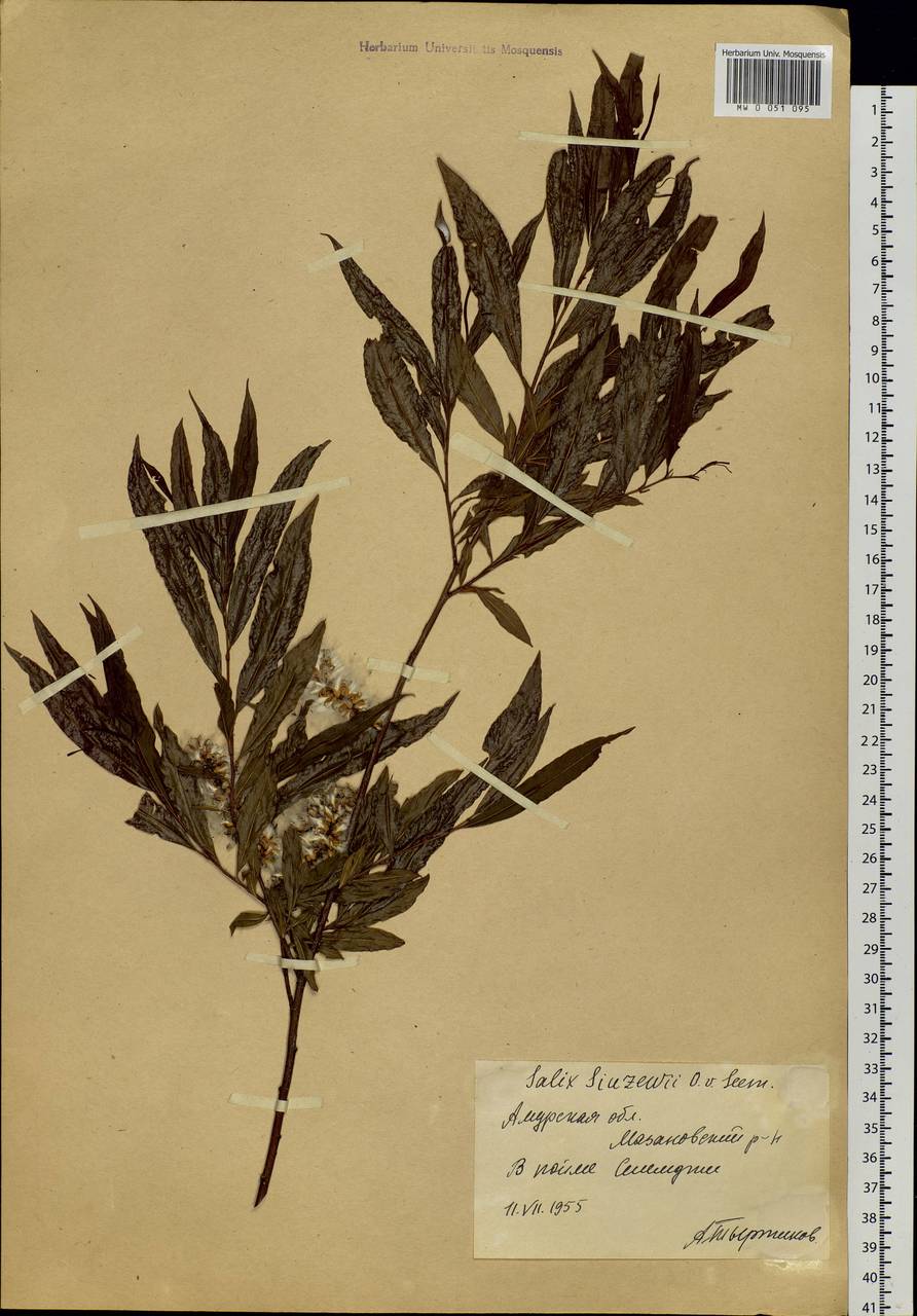 Salix udensis (Wimm.) Trautv. & C. A. Mey., Siberia, Russian Far East (S6) (Russia)