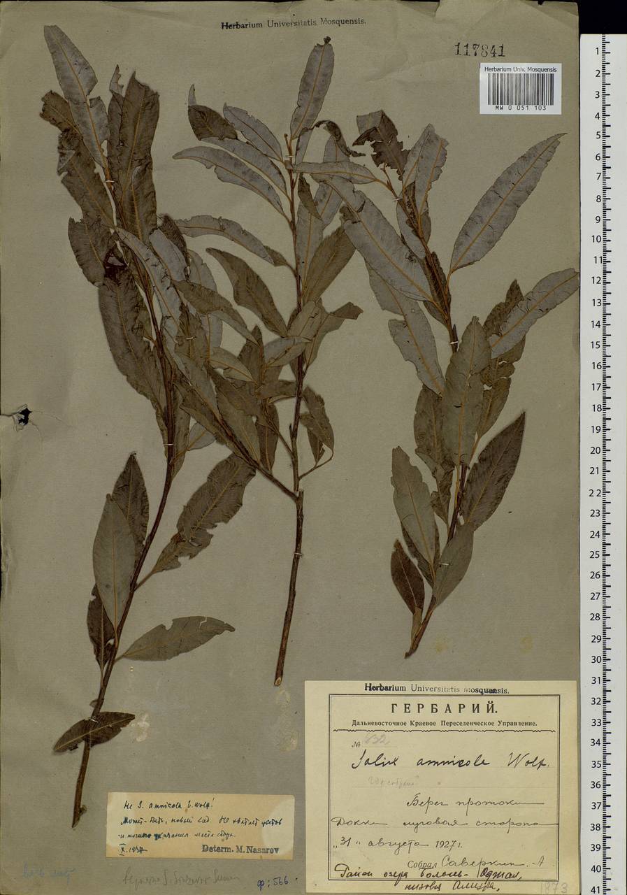 Salix udensis (Wimm.) Trautv. & C. A. Mey., Siberia, Russian Far East (S6) (Russia)