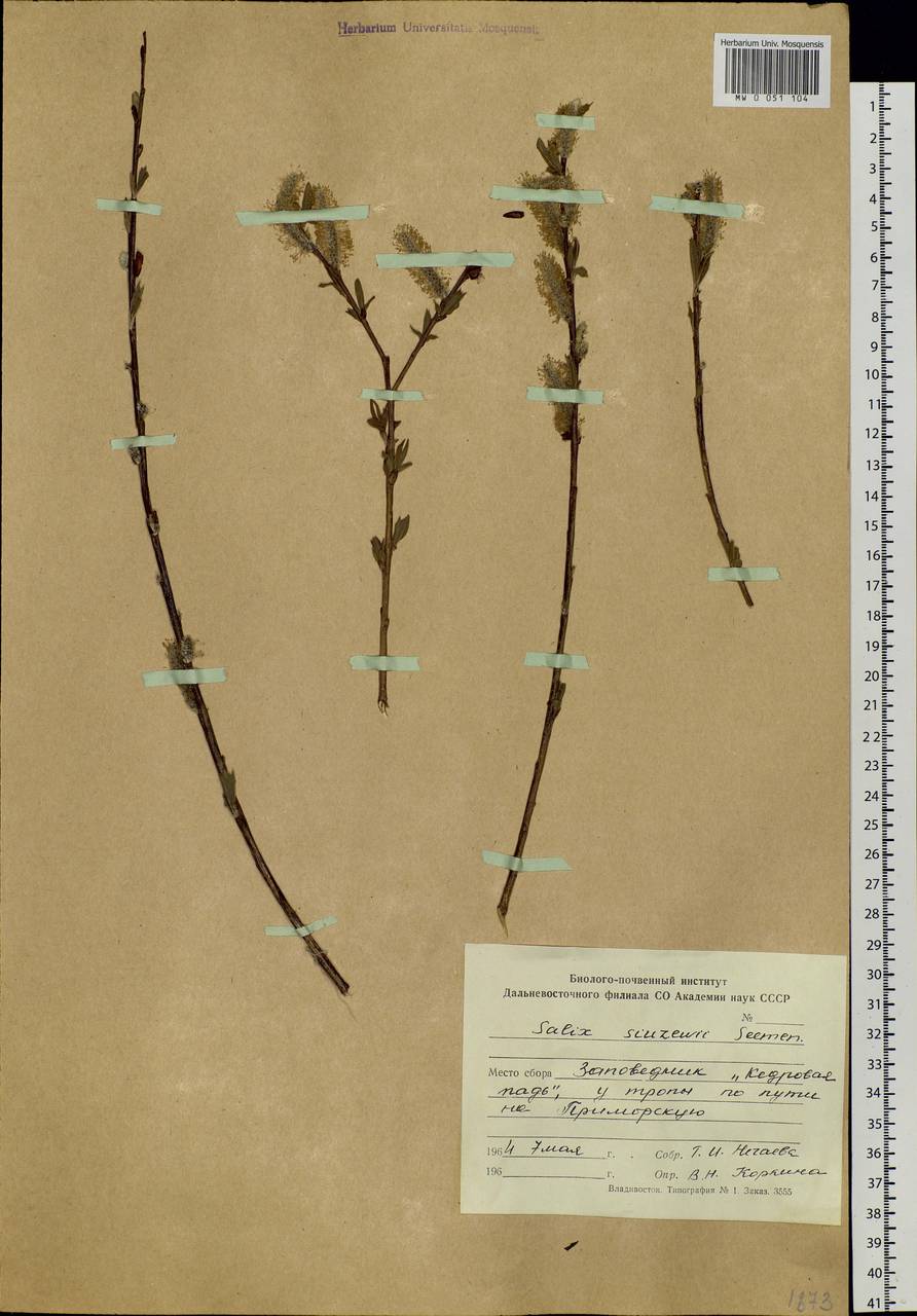 Salix udensis (Wimm.) Trautv. & C. A. Mey., Siberia, Russian Far East (S6) (Russia)