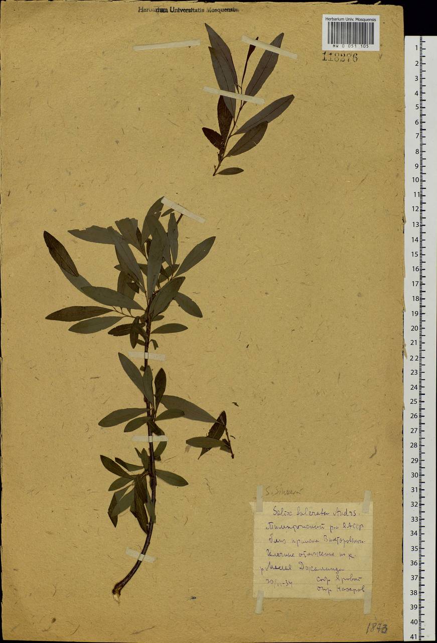 Salix udensis (Wimm.) Trautv. & C. A. Mey., Siberia, Yakutia (S5) (Russia)