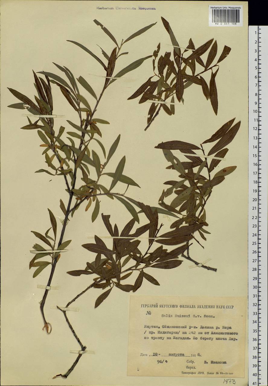 Salix udensis (Wimm.) Trautv. & C. A. Mey., Siberia, Yakutia (S5) (Russia)