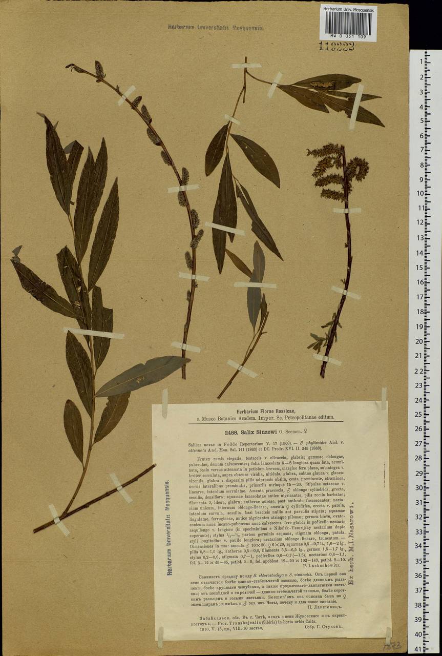Salix udensis (Wimm.) Trautv. & C. A. Mey., Siberia, Baikal & Transbaikal region (S4) (Russia)