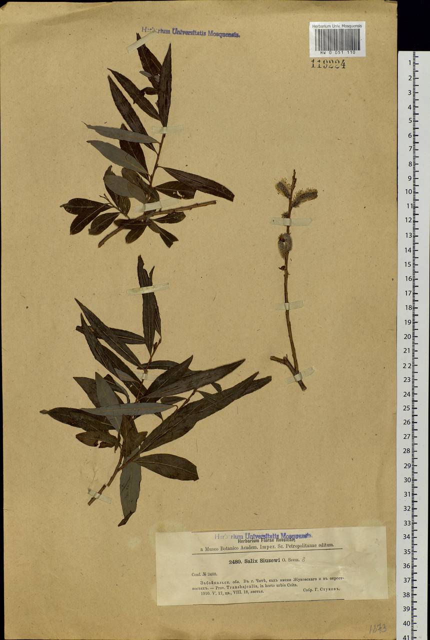 Salix udensis (Wimm.) Trautv. & C. A. Mey., Siberia, Baikal & Transbaikal region (S4) (Russia)