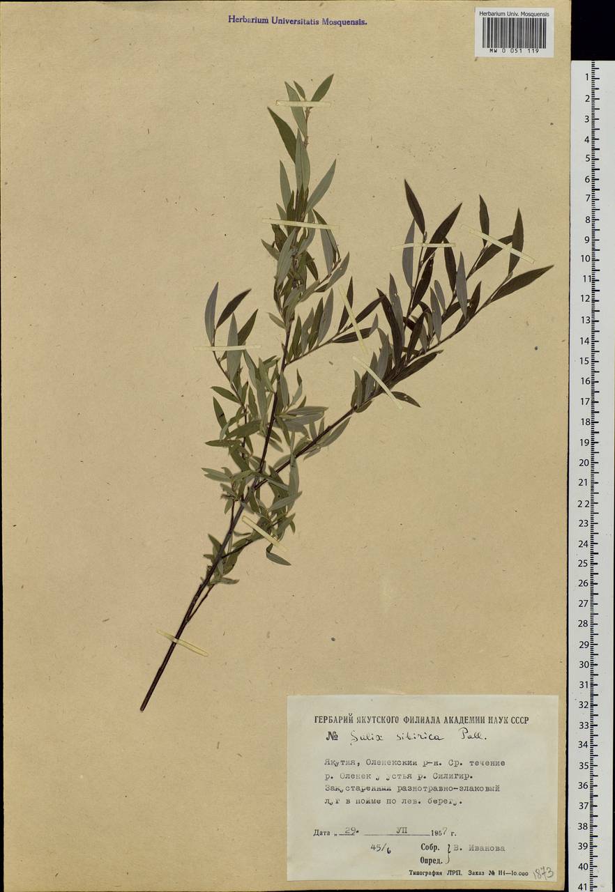 Salix rosmarinifolia L., Siberia, Yakutia (S5) (Russia)