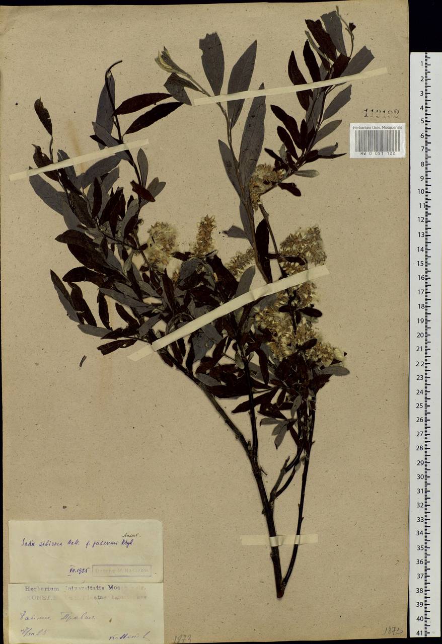 Salix rosmarinifolia L., Siberia, Baikal & Transbaikal region (S4) (Russia)