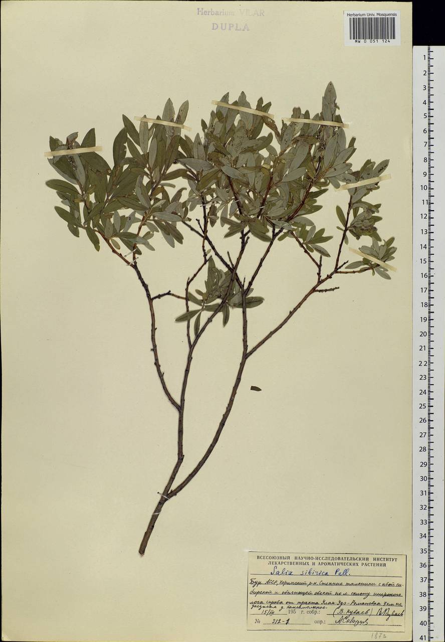 Salix rosmarinifolia L., Siberia, Baikal & Transbaikal region (S4) (Russia)