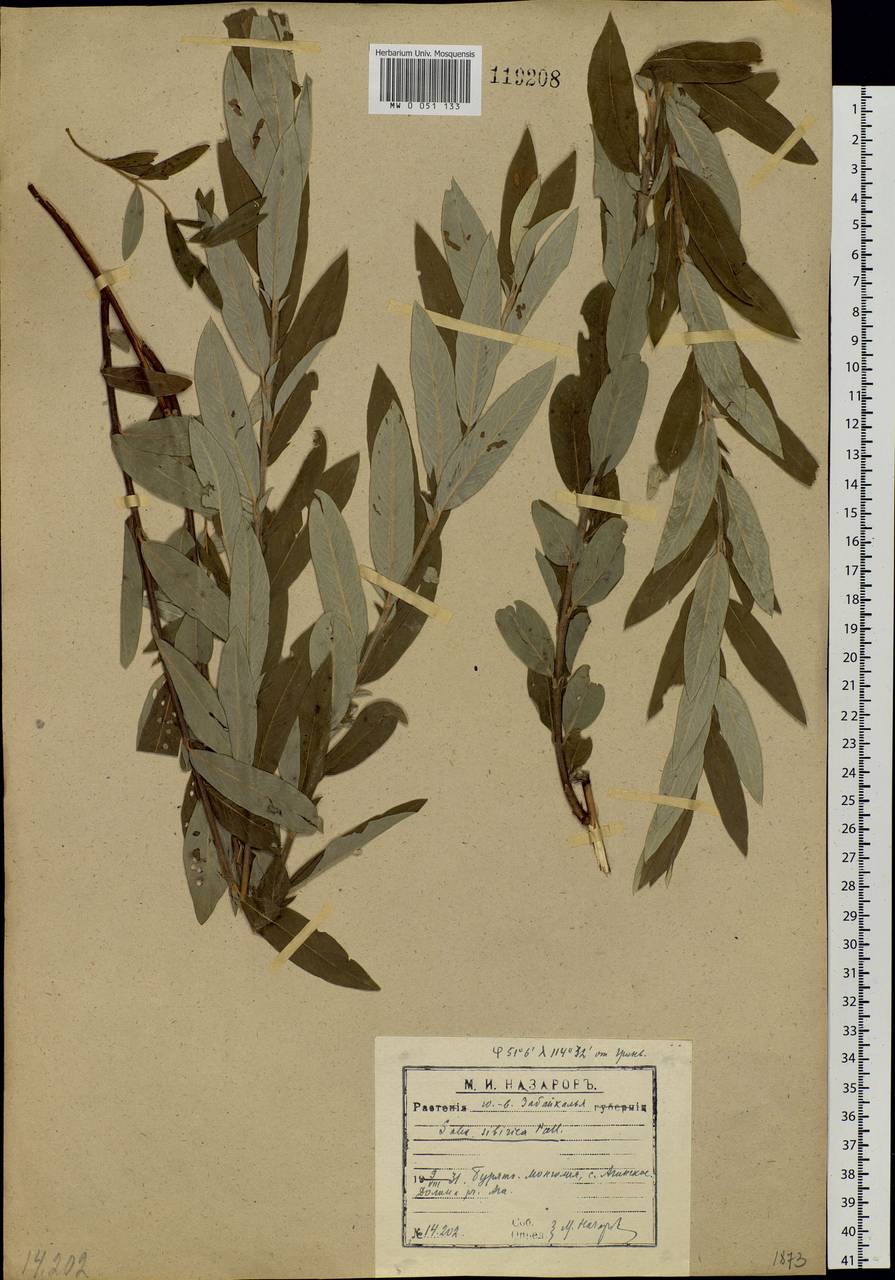 Salix rosmarinifolia L., Siberia, Baikal & Transbaikal region (S4) (Russia)
