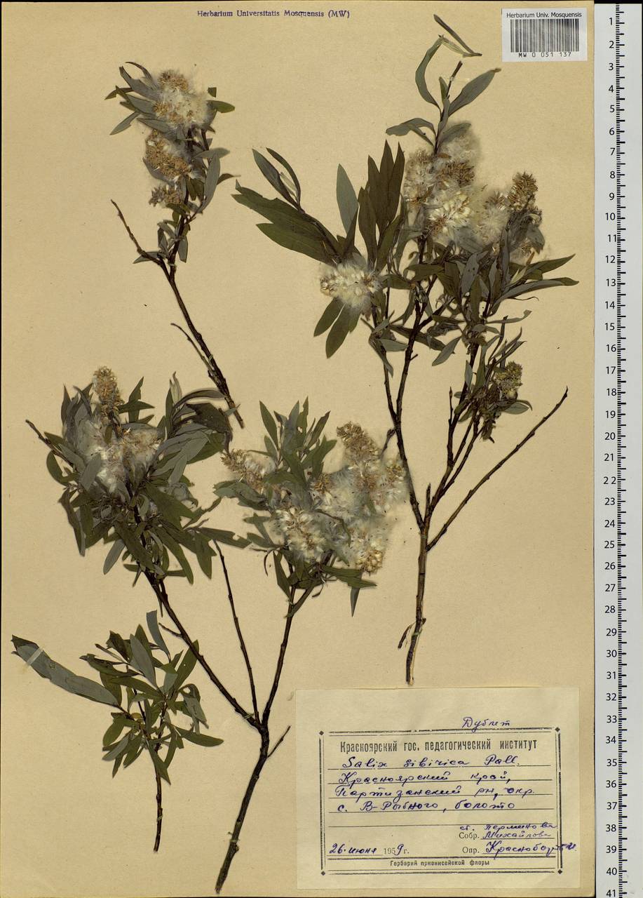Salix rosmarinifolia L., Siberia, Central Siberia (S3) (Russia)