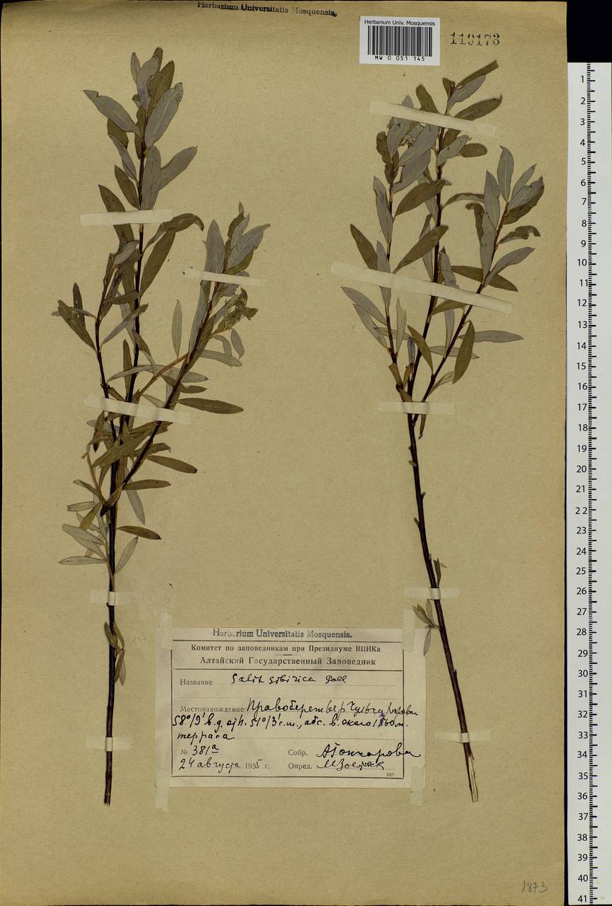 Salix rosmarinifolia L., Siberia, Altai & Sayany Mountains (S2) (Russia)