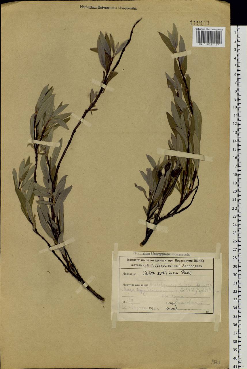 Salix rosmarinifolia L., Siberia, Altai & Sayany Mountains (S2) (Russia)