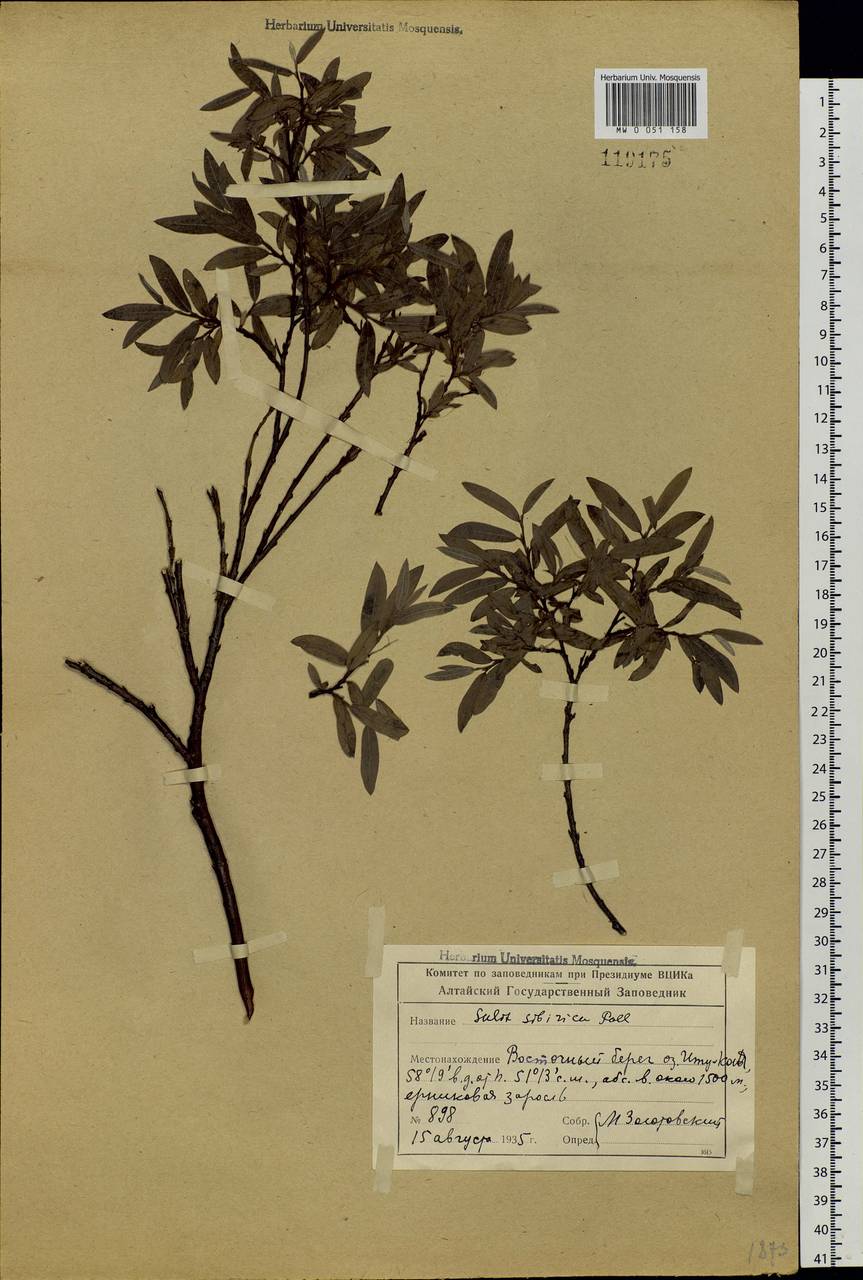 Salix rosmarinifolia L., Siberia, Altai & Sayany Mountains (S2) (Russia)