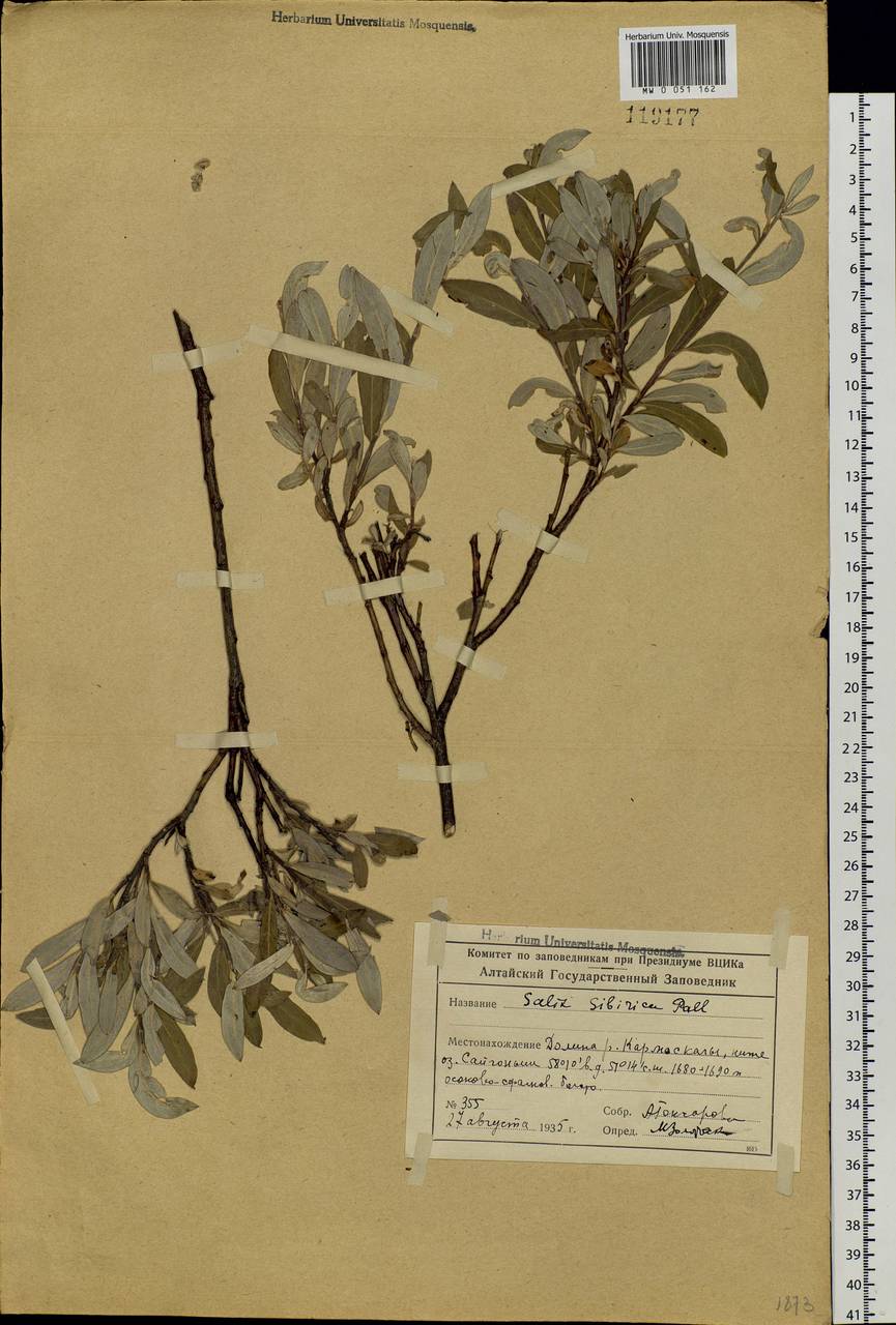 Salix rosmarinifolia L., Siberia, Altai & Sayany Mountains (S2) (Russia)