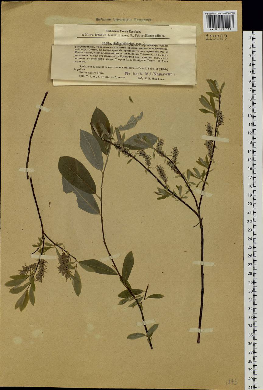 Salix rosmarinifolia L., Siberia, Western Siberia (S1) (Russia)