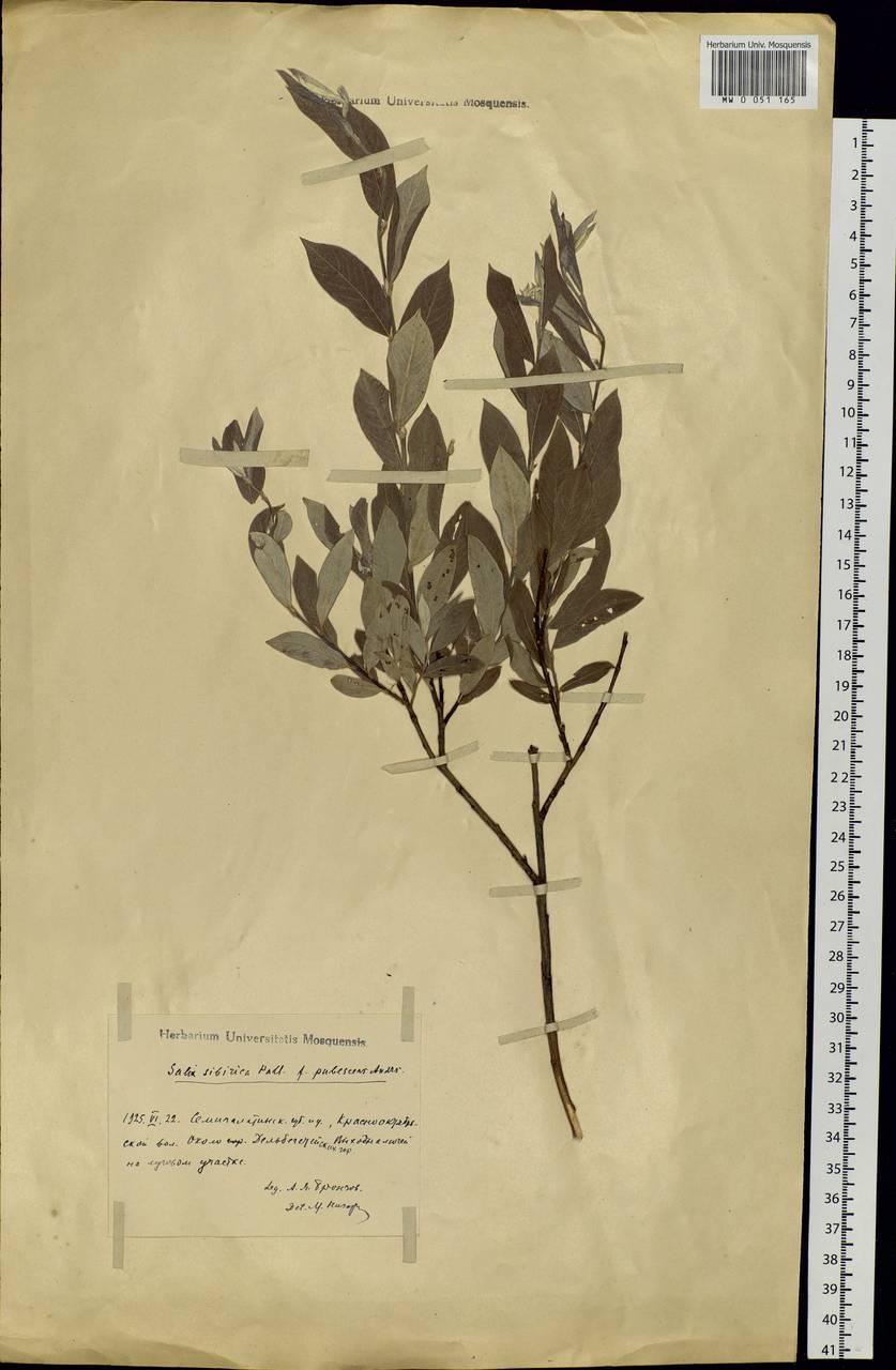 Salix rosmarinifolia L., Middle Asia, Muyunkumy, Balkhash & Betpak-Dala (M9) (Kazakhstan)