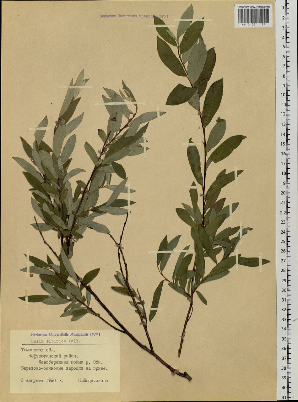 Salix rosmarinifolia L., Siberia, Western Siberia (S1) (Russia)